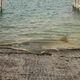 The largest known smalltooth sawfish was discovered last week.